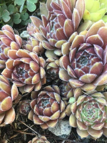 Hauswurz sempervivum korspel - sempervivum,