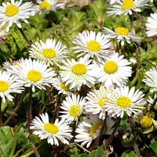10.000 SAMEN GÄNSEBLÜMCHEN