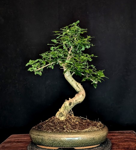 Bonsai chinesischer liguster - bonsai,