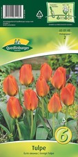 TULPEN "ELITE ORANGE"