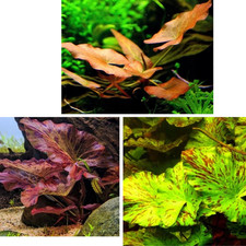 Nymphaea Lotus Aquariumpflanze