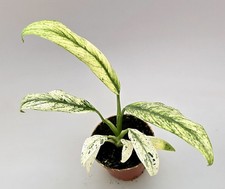 Epipremnum Giganteum Variegata 