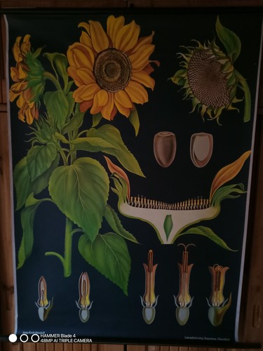 Sonnenblume hagemann 28 - sonnenblume,,