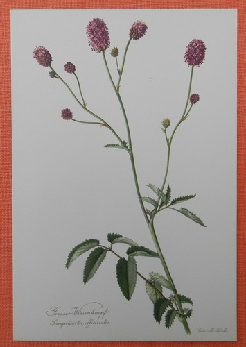 Großer wiesenknopf - großer,