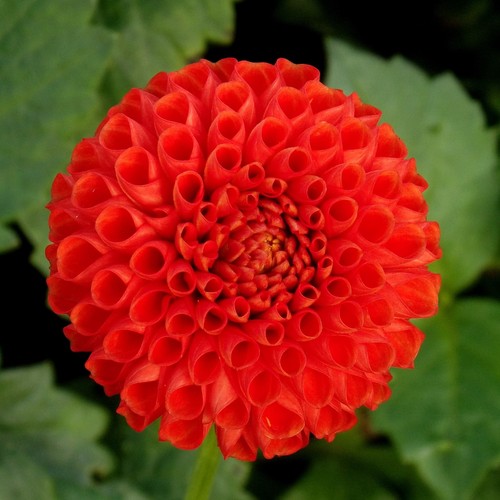 Dahlien - (◕‿◕)\@,