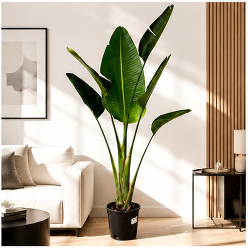 Xxl strelitzia augusta 180 - 180, cm