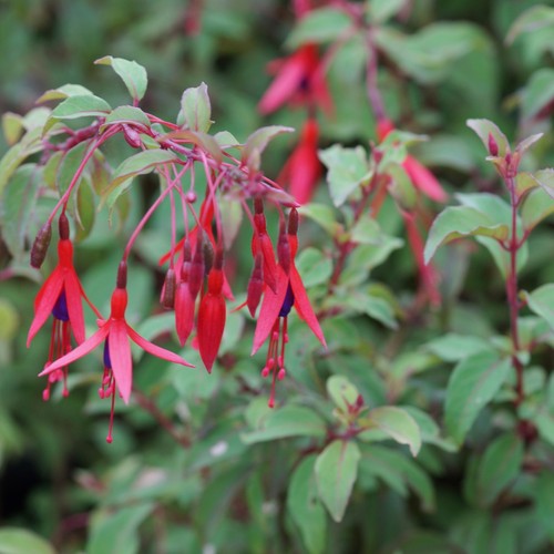 Blumixx stauden fuchsia - stauden,