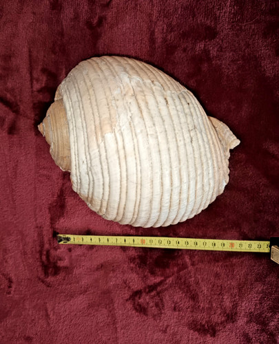 Grosse naturbelassene tonna - grosse,,