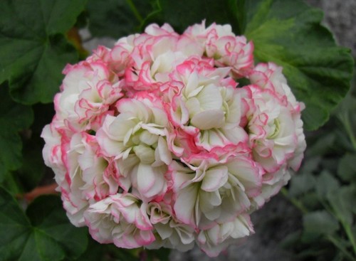 Pelargonie geranie happy - pelargonie,