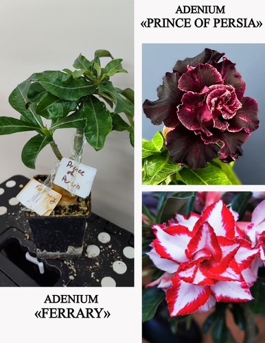 Adenium sorten einem - in,