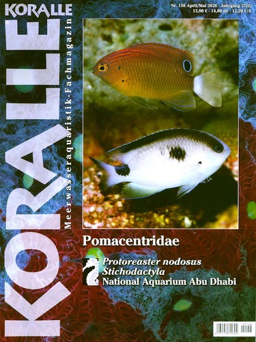 Koralle