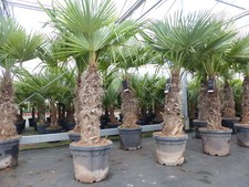 Trachycarpus fortunei XXL