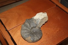 Ceratit, Ceratites nodosus