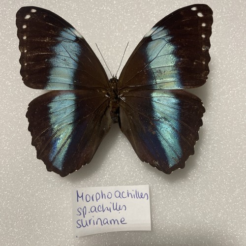 Entomologie morpho achilles - entomologie*morpho,
