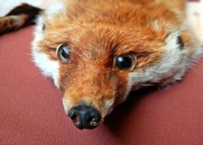 Echt Rotfuchsfellstola, sehr