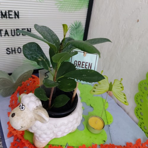 Ficus moclame jungpflanze - ficus,