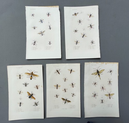Naturgeschichte entomologie - naturgeschichte,,