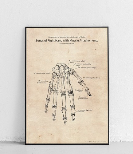 Hand anatomie knochen - hand,