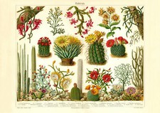 Kakteen historischer Druck