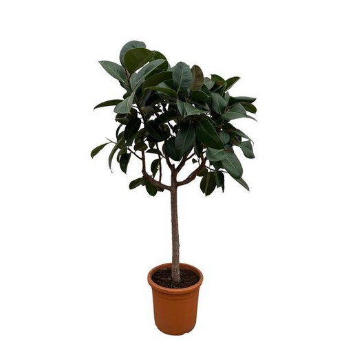 Gummibaum ficus elastica - gummibaum,