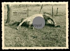 Gullegem 1940 - Kollateralschaden Totes Pferd - WK2 Foto 6x9cm