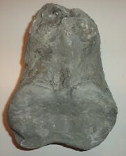 Nautilus Perlschnur  Trias Mo Perlschnur Bilder  (W220) TOP- Auktionen-Schau !?