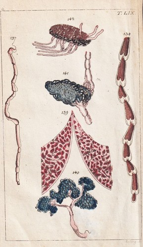 Menschliche organe innerein - menschliche,