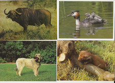 60/418 AK MARDER HUND SARPLANINAC VOGEL ENTE ? BÜFFEL