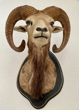 Mufflon mufflonpräparat - mufflon,