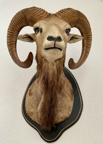 Mufflon mufflonpräparat - mufflon,