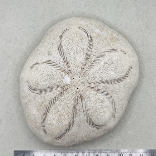 Große natürliche seeigel - große,