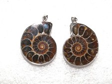 1 Paar:   AMMONIT - SCHNECKE -