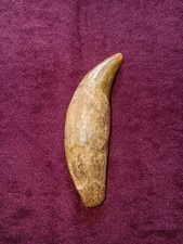 Höhlenbär Fangzahn Ursus