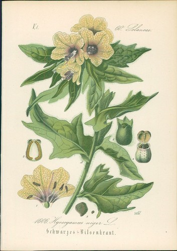 Chromolithographie schwarzes - chromolithographie,