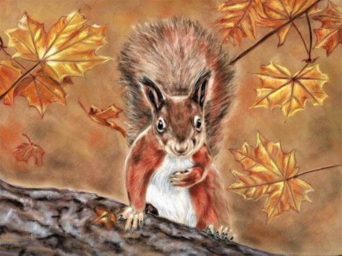 Red squirrel british wildlife - red,