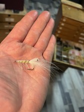 1 St PATTEGRISEN MEERFORELLE