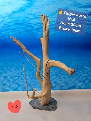 Fingerwurzel aquarium - 🌳fingerwurzel,
