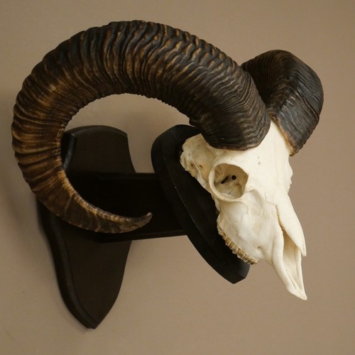 Mufflon - , (ovis