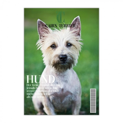 Cairn terrier schild dog - cairn, hund