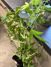 Rar Bananen-Tumbo Curuba -