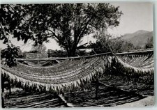 10368202 - Tabakanbau Trocknung der Blaetter Tabak, Verarbeitung