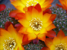 Sulcorebutia tarabucoensis cv