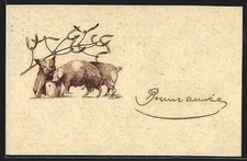 Schweine beim Futtereimer, Ansichtskarte 1912 