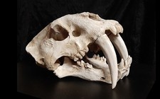 SÄBELZAHNTIGER SCHÄDEL