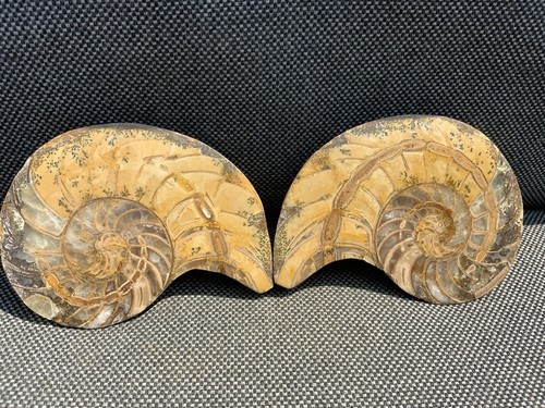 Poliertes nautilus paar - poliertes,