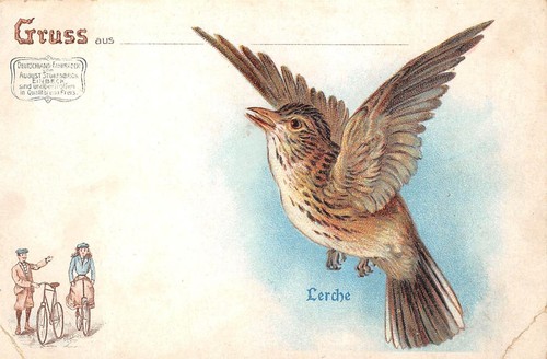 Rarität litho 1908 - ak, lerche