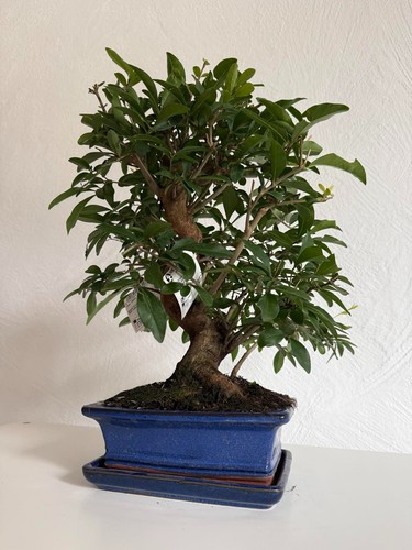 Bonsai liguster jahre - bonsai,
