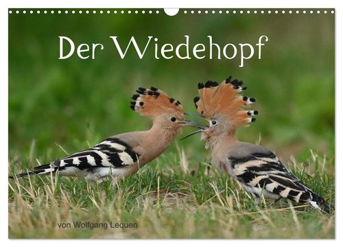 Der wiedehopf wandkalender - der, (wandkalender