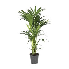 Howea forsteriana – Kentia Palme – Ø 21 cm – ↕ 110 cm – pflegeleicht