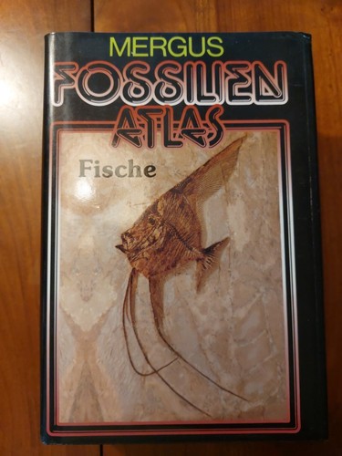 Fossilien atlas mergus - atlas,